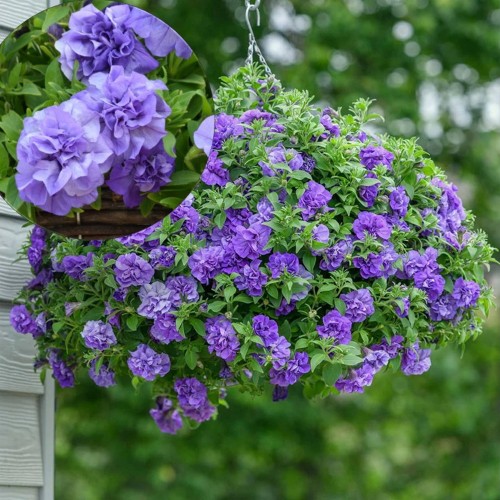 Petunia atkinsiana 'Tumbelina® Sophia' - Petuunia 'Tumbelina® Sophia'